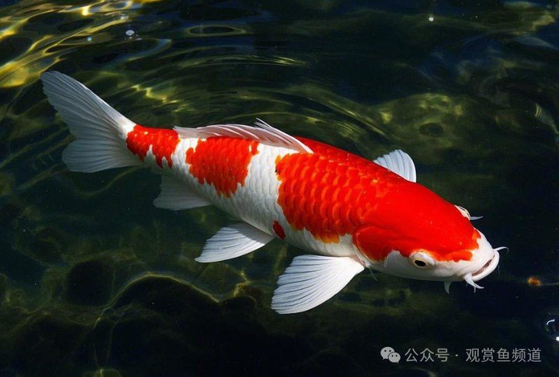 馬來西亞最貴三大魟魚，盤點那些讓富豪魚友瘋狂追捧，身價百萬、千萬的觀賞魚！
