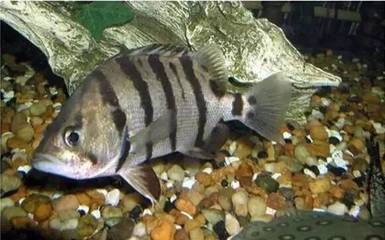虎魚變黑怎么解決：虎魚體色變黑怎么解決虎魚變黑的一些方法