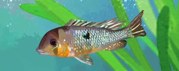 精晶魚缸如何安裝(精晶魚缸如何安裝視頻)