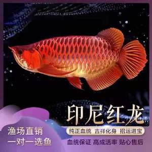 創寧水泵官方網站查詢系統，創寧水泵屬于哪個公司