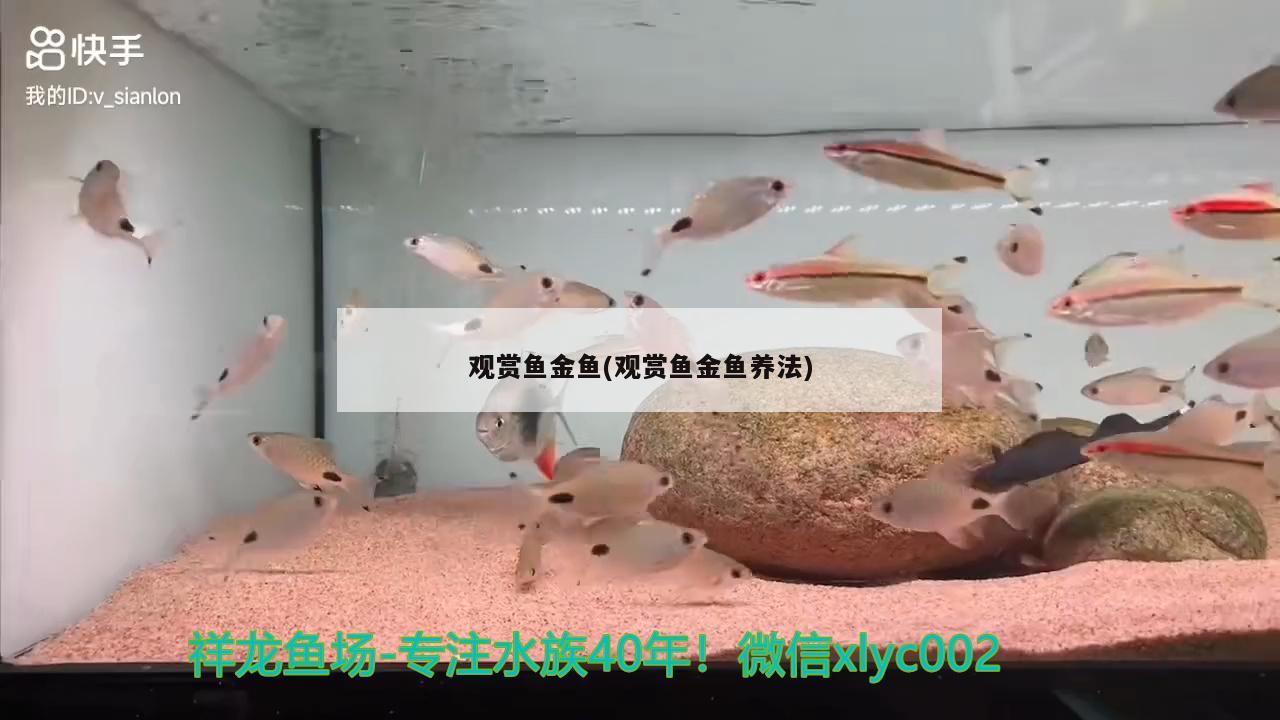 觀賞魚金魚(觀賞魚金魚養法)