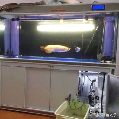 紅龍魚一般能長多大的魚缸：紅龍魚的魚缸尺寸