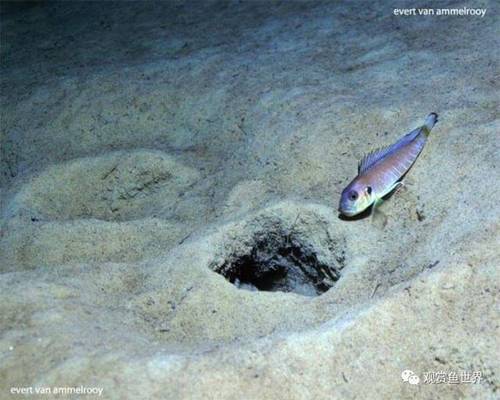 豬鼻龜成年需要幾年時間養活一次(豬鼻龜可以活多少年)