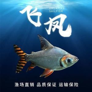 大魚缸怎么挪位置：南寧本土老牌搬家公司大魚缸搬遷注意事項和注意事項