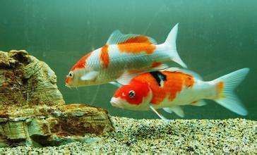 銀龍魚身上魚鱗發白了怎么回事兒(銀龍魚鱗片發白)