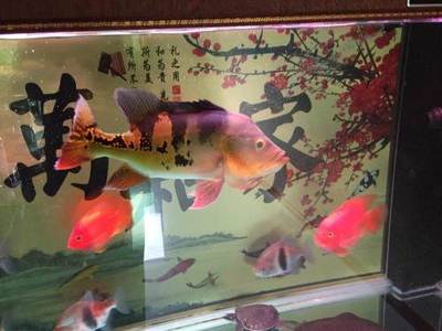 水母喂養吃什么