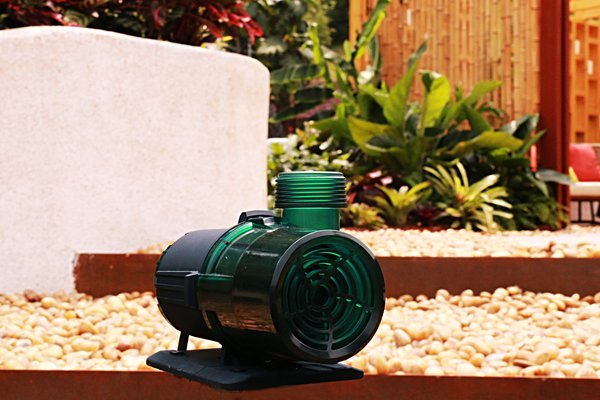 銀龍魚能和藍鯊混養嗎圖片(金龍魚和藍鯊能混養) 銀龍魚百科 第2張 銀龍魚能和藍鯊混養嗎圖片(金龍魚和藍鯊能混養) 銀龍魚能和藍鯊混養嗎圖片(金龍魚和藍鯊能混養) 銀龍魚百科 第2張