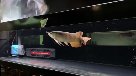 普寧龍魚店，普寧市洪陽阿洪龍魚觀賞魚店(個體工商戶)怎么樣 普寧龍魚店，普寧市洪陽阿洪龍魚觀賞魚店(個體工商戶)怎么樣 全國水族館企業名錄 第1張