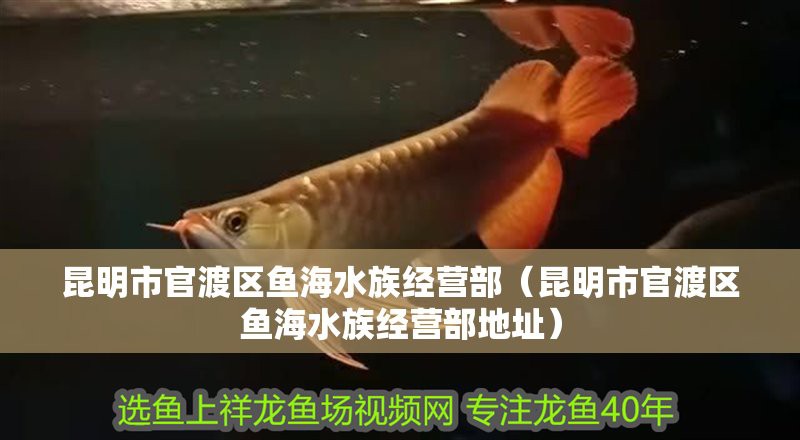 官渡水族店，官渡區(qū)翠宗水族店