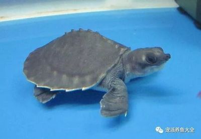 龍魚飛鳳魚虎魚豬鼻龜混養：龍魚、飛鳳魚、虎魚和豬鼻龜混養