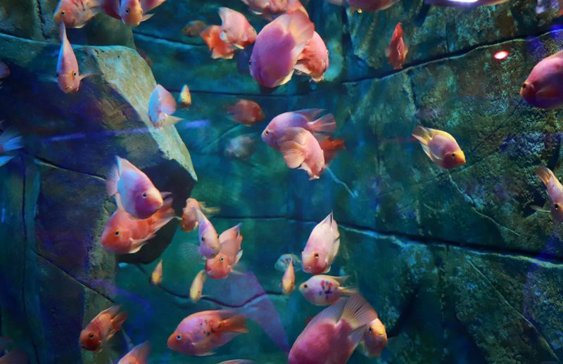 婺城水族店，婺城區哪家水族館的口碑最好