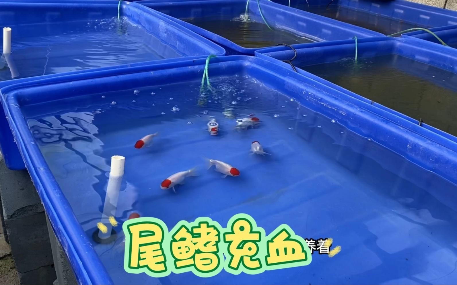 魚鰭充血有血絲怎么治療，場長教你錦鯉魚鰭充血原因及治療方法全民小視頻 魚鰭充血有血絲怎么治療，場長教你錦鯉魚鰭充血原因及治療方法全民小視頻 龍魚百科 第4張