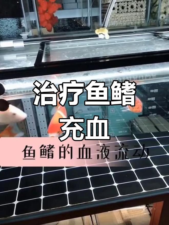 魚鰭充血有血絲怎么治療，場長教你錦鯉魚鰭充血原因及治療方法全民小視頻 魚鰭充血有血絲怎么治療，場長教你錦鯉魚鰭充血原因及治療方法全民小視頻 龍魚百科 第7張