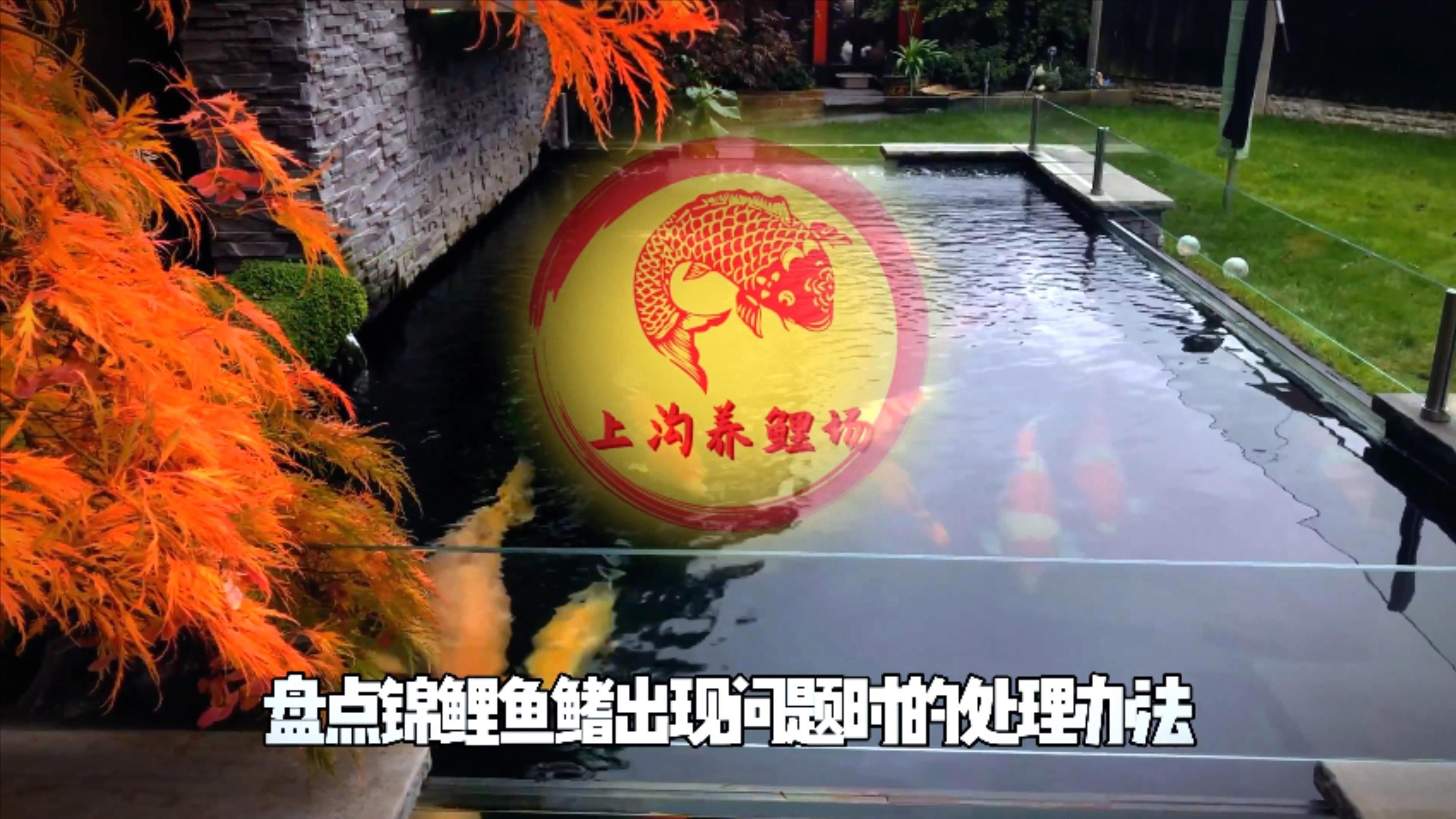 魚鰭充血有血絲怎么治療，場長教你錦鯉魚鰭充血原因及治療方法全民小視頻 魚鰭充血有血絲怎么治療，場長教你錦鯉魚鰭充血原因及治療方法全民小視頻 龍魚百科 第5張