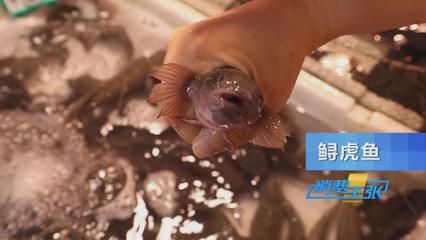 虎魚野生和養(yǎng)殖的區(qū)別：野生虎魚和養(yǎng)殖虎魚在多個方面存在一定的區(qū)別是什么 虎魚野生和養(yǎng)殖的區(qū)別：野生虎魚和養(yǎng)殖虎魚在多個方面存在一定的區(qū)別是什么 虎魚百科 第2張