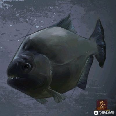 虎魚野生和養(yǎng)殖的區(qū)別：野生虎魚和養(yǎng)殖虎魚在多個方面存在一定的區(qū)別是什么 虎魚野生和養(yǎng)殖的區(qū)別：野生虎魚和養(yǎng)殖虎魚在多個方面存在一定的區(qū)別是什么 虎魚百科 第3張