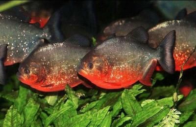 虎魚野生和養(yǎng)殖的區(qū)別：野生虎魚和養(yǎng)殖虎魚在多個方面存在一定的區(qū)別是什么 虎魚野生和養(yǎng)殖的區(qū)別：野生虎魚和養(yǎng)殖虎魚在多個方面存在一定的區(qū)別是什么 虎魚百科 第1張