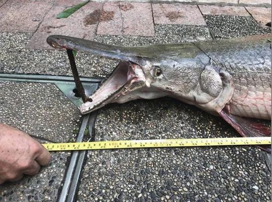 1米魚缸放多少慶大霉素：1米魚缸放多少慶大霉素比較好？ 1米魚缸放多少慶大霉素：1米魚缸放多少慶大霉素比較好？ 魚缸百科 第2張