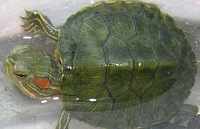 印尼虎魚可以長多大的魚苗圖片：印尼虎魚的生長潛力和飼養方法