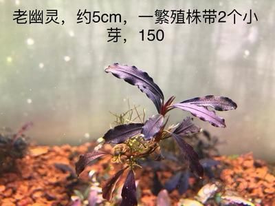 印尼虎魚吃小魚嗎會死嗎：印尼虎魚可能會吃小魚嗎印尼虎魚吃小魚會死嗎
