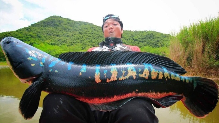 黑帝王魟魚飼養環境優化：優化黑帝王魟魚的飼養環境需要綜合考慮水質、飼料、光照、溫度
