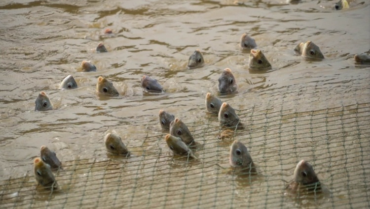 玉石龍魚擺件：玉石金龍魚擺件在風水中寓意著招財進寶、年年有余