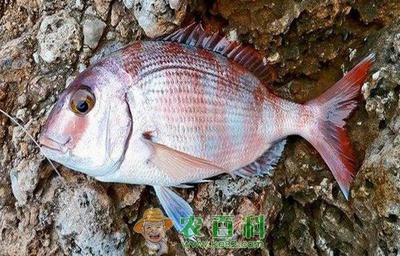 自制魚缸過濾裝置視頻(自制魚缸過濾裝置視頻教程)
