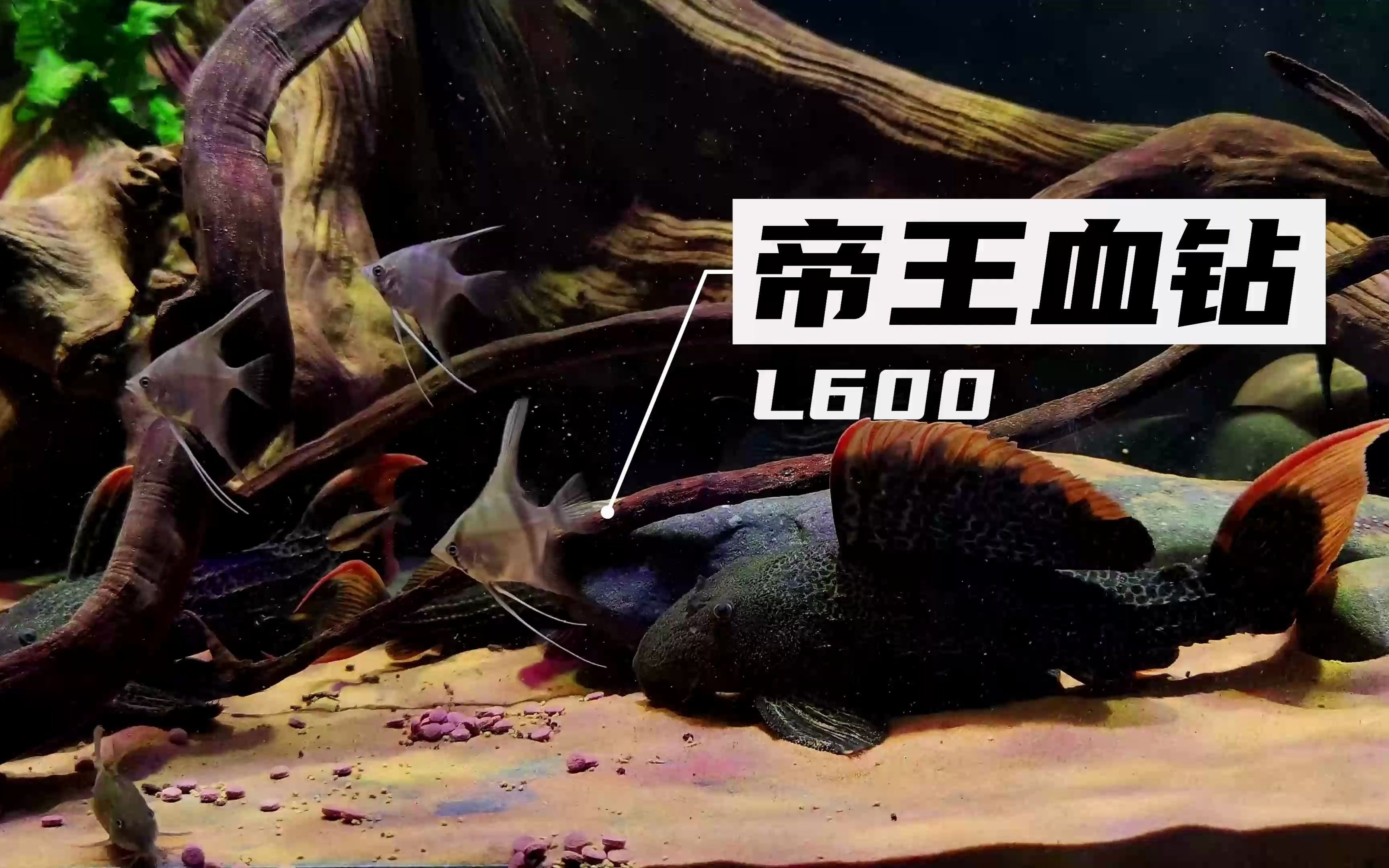 觀賞魚掉色怎么回事(觀賞魚掉色怎么回事兒)