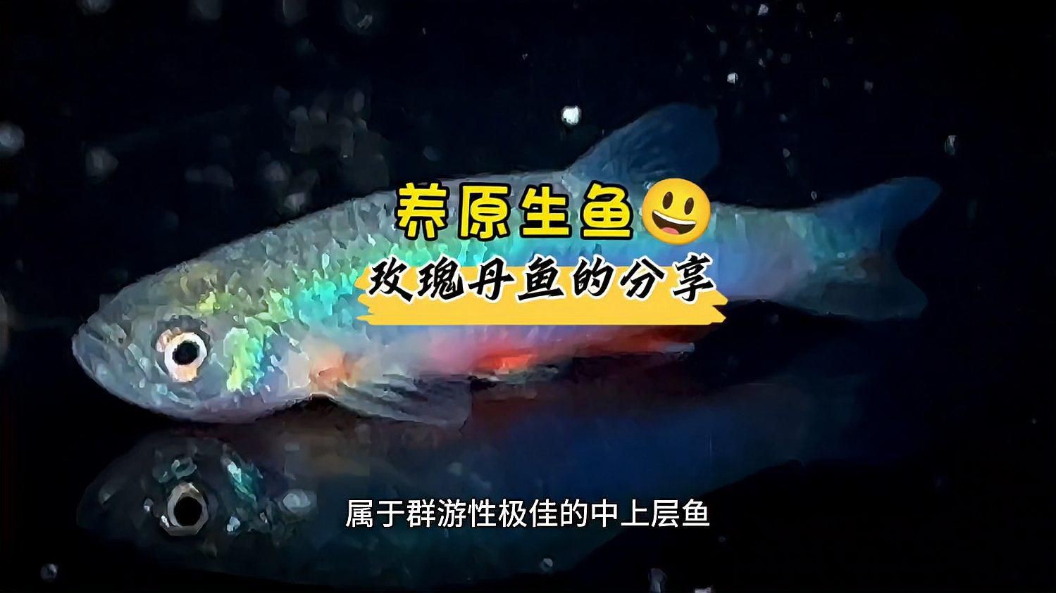 玫瑰丹魚好養(yǎng)嗎,《玫瑰丹魚好養(yǎng)嗎》 龍魚百科 第2張 玫瑰丹魚好養(yǎng)嗎,《玫瑰丹魚好養(yǎng)嗎》 玫瑰丹魚好養(yǎng)嗎,《玫瑰丹魚好養(yǎng)嗎》 龍魚百科 第2張