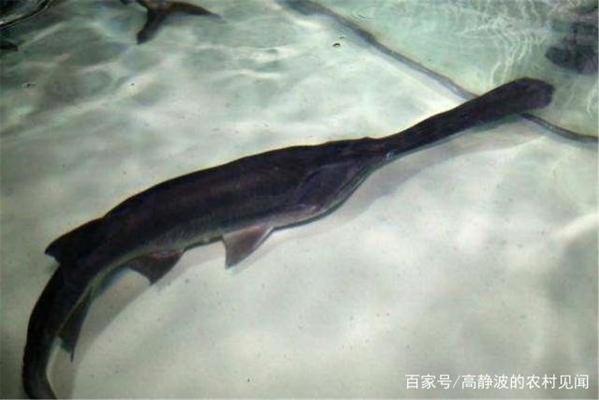 銀龍魚嘴巴一張一合(銀龍魚嘴巴一張一張的,正常么)
