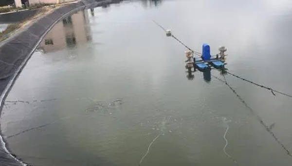 小銀龍魚怎么養(yǎng)及喂養(yǎng)技巧視頻講解一下(小銀龍魚怎么喂食) 銀龍魚百科 第1張 小銀龍魚怎么養(yǎng)及喂養(yǎng)技巧視頻講解一下(小銀龍魚怎么喂食) 小銀龍魚怎么養(yǎng)及喂養(yǎng)技巧視頻講解一下(小銀龍魚怎么喂食) 銀龍魚百科 第1張