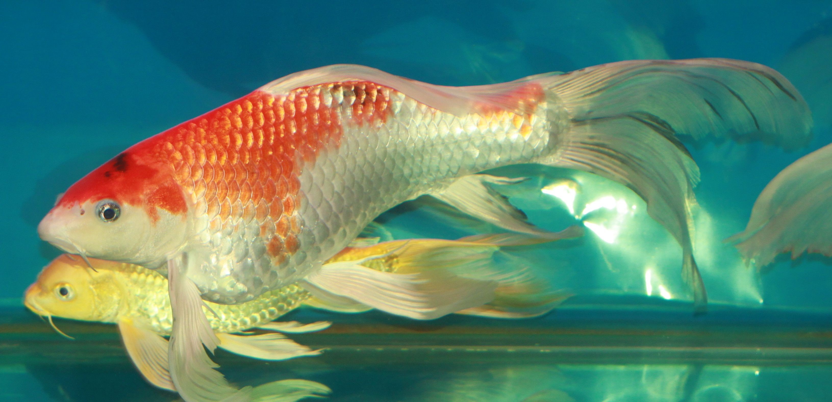 魚缸的安裝教程圖片(魚缸安裝視頻教程示意圖) 魚缸的安裝教程圖片(魚缸安裝視頻教程示意圖) 魟魚百科 第2張