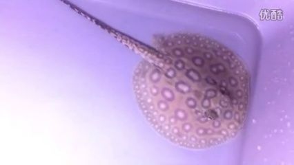 白子黑帝王魟魚：白子黑帝王魟魚是什么魚？