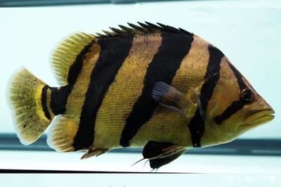 虎魚可以活多少年壽命：家養虎魚的壽命可以延長多久？ 虎魚可以活多少年壽命：家養虎魚的壽命可以延長多久？ 虎魚百科 第2張