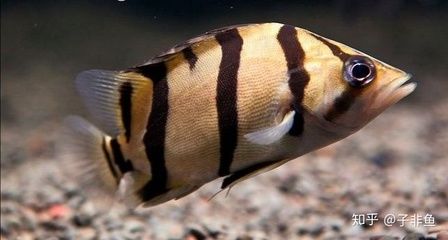 虎魚可以活多少年壽命：家養虎魚的壽命可以延長多久？ 虎魚可以活多少年壽命：家養虎魚的壽命可以延長多久？ 虎魚百科 第1張