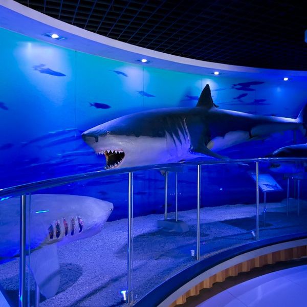 東營水族館，探秘東營水族館