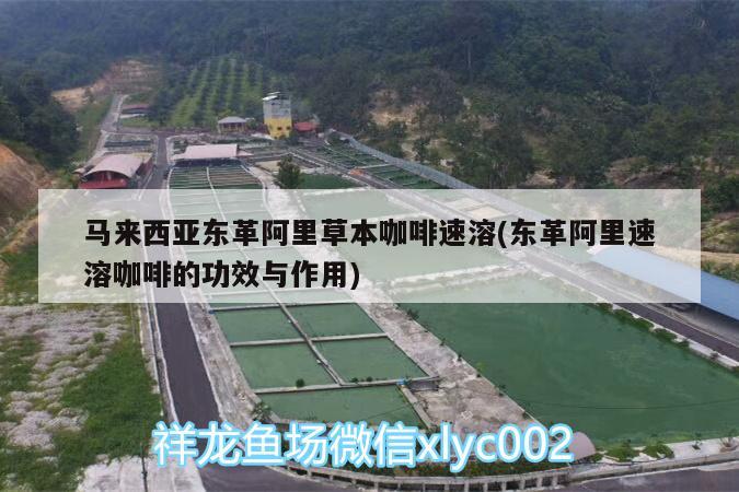 馬來西亞東革阿里草本咖啡速溶(東革阿里速溶咖啡的功效與作用)