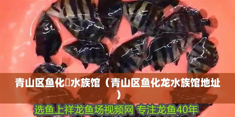 康樂龍魚店，康樂龍魚店在哪里 康樂龍魚店，康樂龍魚店在哪里 全國水族館企業名錄 第3張