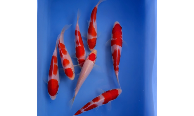 莆田魚缸定制哪家好一點的莆田魚缸定制商家c魚缸定制商家c