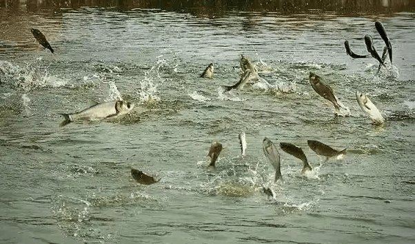 健康水族高鈣最簡單三個步驟，健康水族高鈣最簡單三個步驟及詳細說明 健康水族高鈣最簡單三個步驟，健康水族高鈣最簡單三個步驟及詳細說明 龍魚論壇 第4張