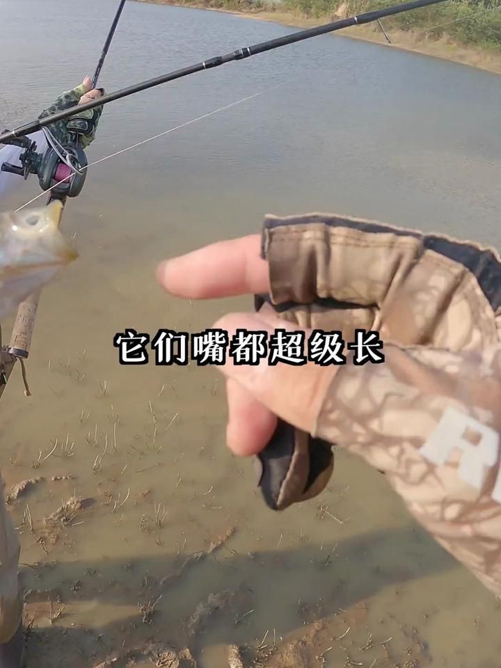 孔雀鱸，孔雀鱸是一種極具觀賞價值的魚類