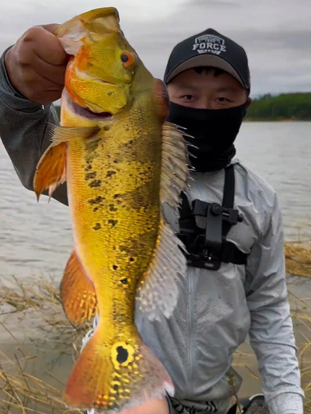孔雀鱸，孔雀鱸是一種極具觀賞價值的魚類