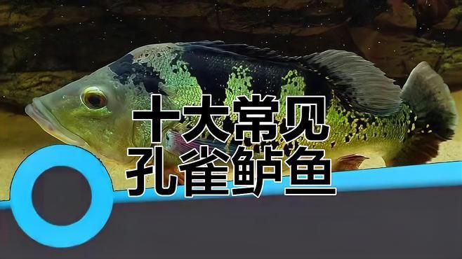 孔雀鱸，孔雀鱸是一種極具觀賞價值的魚類