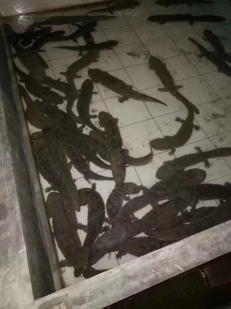 夏縣龍魚店，夏縣有哪些特色農產品有沒有夏縣龍魚店的信息