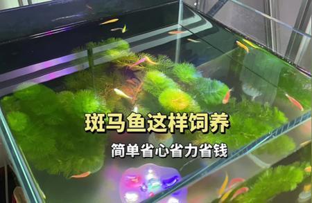 60厘米紅龍魚價格表圖片大全集