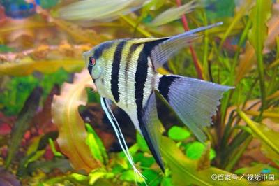 9條小魚需要多大的魚缸養魚：養魚的大小與魚的數量關系