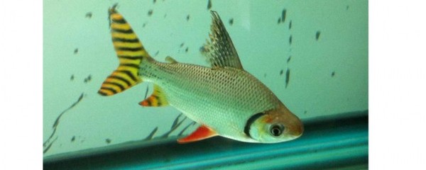 銀龍魚的水溫是多少度的(銀龍魚需要多少度的水溫)