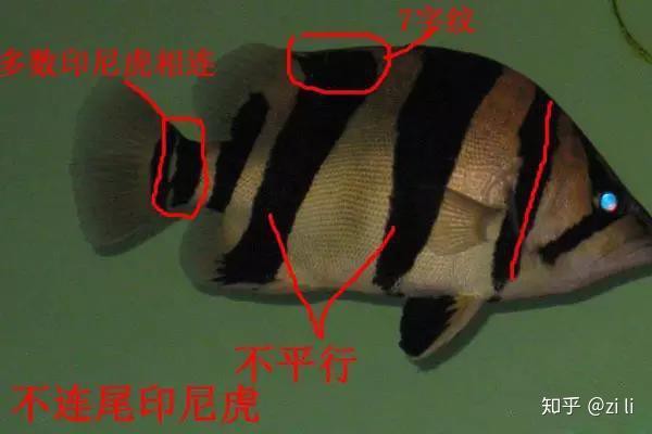 三紋虎和四紋虎哪個膽子大，三紋虎與四紋虎哪個膽子大