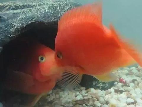 博特魚缸廠家：博特魚缸廠家怎么樣 博特魚缸廠家：博特魚缸廠家怎么樣 博特水族 第2張