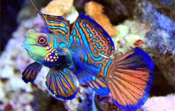 虎魚外傷蒙眼怎么治療:虎魚外傷蒙眼怎么治療虎魚外傷蒙眼怎么治療 虎魚百科 第1張 虎魚外傷蒙眼怎么治療:虎魚外傷蒙眼怎么治療虎魚外傷蒙眼怎么治療 虎魚外傷蒙眼怎么治療:虎魚外傷蒙眼怎么治療虎魚外傷蒙眼怎么治療 虎魚百科 第1張